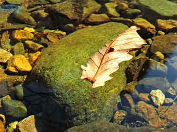 2004新澳门天天开好彩大全正版,澳门彩票文化中的新篇章，2004年澳门天天开好彩大全正版的探索与解析